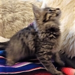 Savannah, F-2B, Female BST DOB 11-14-18