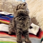 Savannah, F-2B, Female BST DOB 11-14-18