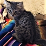 Savannah, F-2B, Female BST DOB 11-14-18