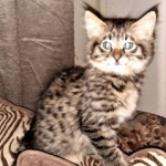 Savannah, F-2B, Female BST DOB 11-14-18