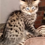 Savannah, F-2B, Female BST DOB 11-14-18