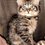 Savannah, F-2B, Female BST DOB 11-14-18