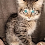 Savannah, F-2B, Female BST DOB 11-14-18