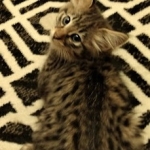 Savannah, F-2B, Female BST DOB 11-14-18