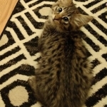 Savannah, F-2B, Female BST DOB 11-14-18