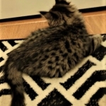 Savannah, F-2B, Female BST DOB 11-14-18