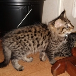 Savannah, F-2B, Female BST DOB 11-14-18