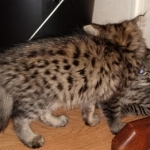 Savannah, F-2B, Female BST DOB 11-14-18