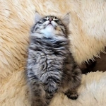 Savannah, F-2B, Female BST DOB 11-14-18