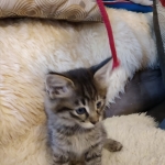 Savannah, F-2B, Female BST DOB 11-14-18