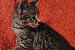  Maggie Savannah F-2B Female DOB 10/16/21 Black nose