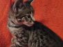  Maggie Savannah F-2B Female DOB 10/16/21 Black nose