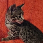 Savannah F-2  female kitten DOB 10-16-21