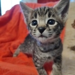 Savannah F-2  female kitten DOB 10-16-21
