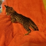 Savannah F-2  female kitten DOB 10-16-21