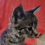 Savannah F-2  female kitten DOB 10-16-21