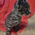 Savannah F-2  female kitten DOB 10-16-21