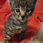 Savannah F-2  female kitten DOB 10-16-21