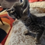 Savannah F-2  female kitten DOB 10-16-21