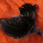 Savannah F-2  female kitten DOB 10-16-21