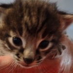 Savannah F-2  female kitten DOB 10-16-21