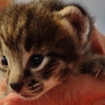 Savannah F-2  female kitten DOB 10-16-21