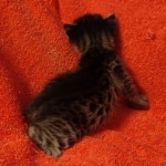 Savannah F-2  female kitten DOB 10-16-21