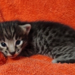 Savannah F-2  female kitten DOB 10-16-21