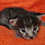 Savannah F-2  female kitten DOB 10-16-21