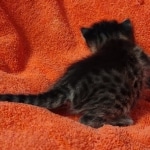 Savannah F-2  female kitten DOB 10-16-21