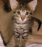 Savannah F-2B Female DOB 2-13-22