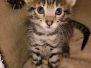 Savannah F-2B Female DOB 2-13-22