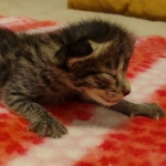 Savannah F-2B Female DOB 2-13-22