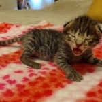 Savannah F-2B Female DOB 2-13-22