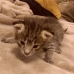 Savannah F-2B Female DOB 2-13-22