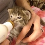 Savannah F-2B Female DOB 2-13-22