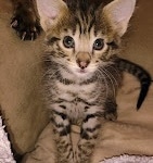 Savannah F-2B Female DOB 2-13-22