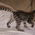 Savannah F-2B Female DOB 2-13-22