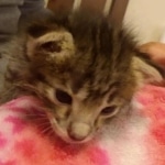 Savannah F-2B Female DOB 2-13-22