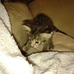 Savannah F-2B Female DOB 2-13-22