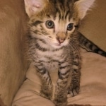 Savannah F-2B Female DOB 2-13-22