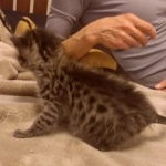 Savannah F-2B Female DOB 2-13-22