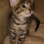 Savannah F-2B Female DOB 2-13-22