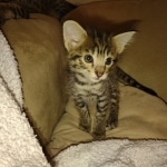 Savannah F-2B Female DOB 2-13-22