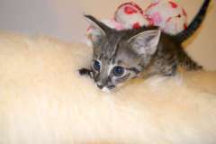 Juliet Savannah F-2B female Silver spotted DOB 9-1-14