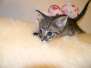 Juliet Savannah F-2B female Silver spotted DOB 9-1-14