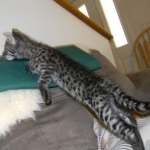 Savannah F-2 B female Silver spotted tabby DOB 9-1-14 047-800