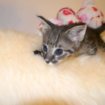 Savannah F-2 B female Silver spotted tabby DOB 9-1-14 050-800