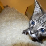 Savannah F-2 B female Silver spotted tabby DOB 9-1-14 052-800