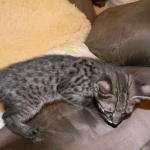 Savannah F-2 B female Silver spotted tabby DOB 9-1-14 053-800